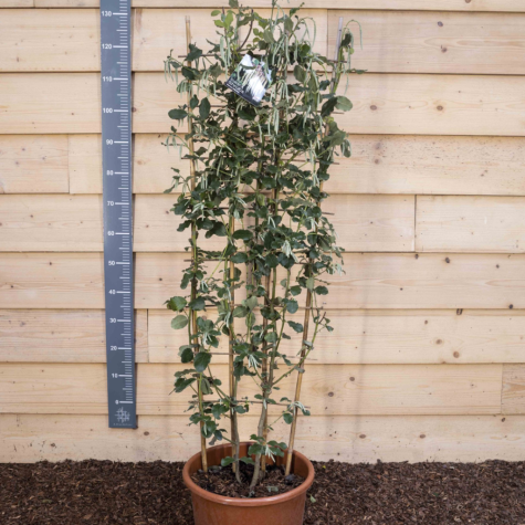 Garrya Elliptica Silk Tassel Bush 20ltr Trellis Climber