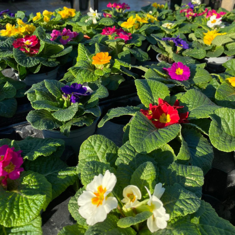 Primrose Winter Flowering Tray of 15