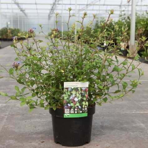 Ceratostigma Willmotianum (Hardy Plumbago)