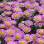 Erigeron Seabreeze