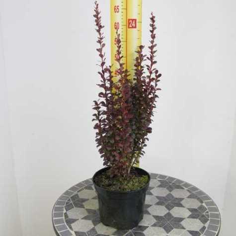 Berberis Thunbergii Helmond Pillar (Barberry)