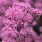 Lychnis Jenny