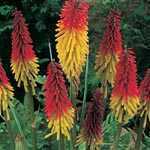 Kniphofia (Red Hot Poker/Torch Lily)