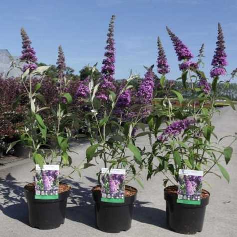 Buddleia (Buddleja) Davidii 'Peacock' (Butterfly Bush)