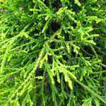 Chamaecyparis Pisifera 'Sungold'