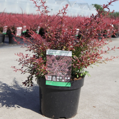 Berberis thunbergii Orange Dream