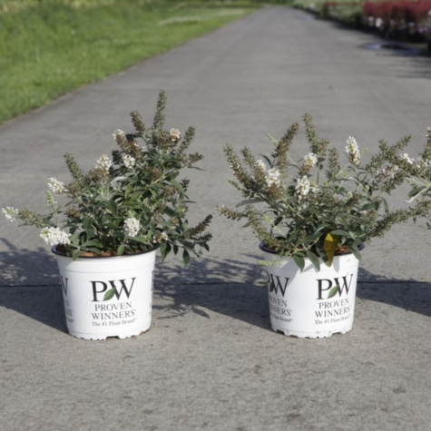 Buddleia (Buddleja) Davidii White Chip (Dwarf Butterfly Bush)