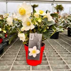 2 Litre (Set of 3) Helleborus Niger (Christmas Rose)