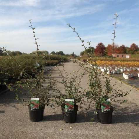 Cotoneaster Lacteus