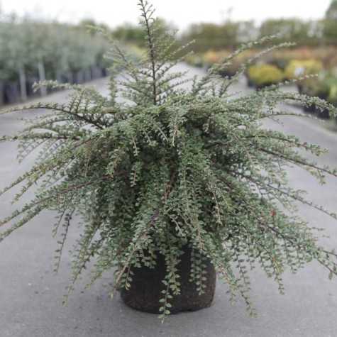 Cotoneaster horizontalis Variegatus