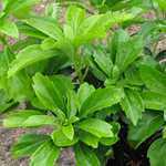 Pachysandra terminalis 'Green Carpet'