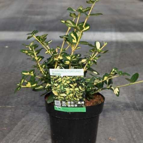 Euonymus Fortunei Blondy