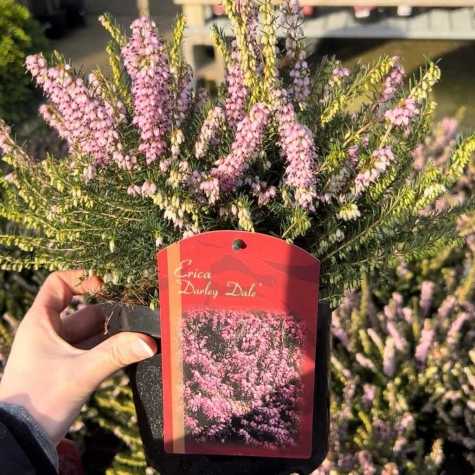 Erica (Heather) Darleyensis Darley Dale