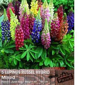 Lupins Lupinus Russell Hybrid Mixed Colour Pre-Pack Perennials 5 Per Pack