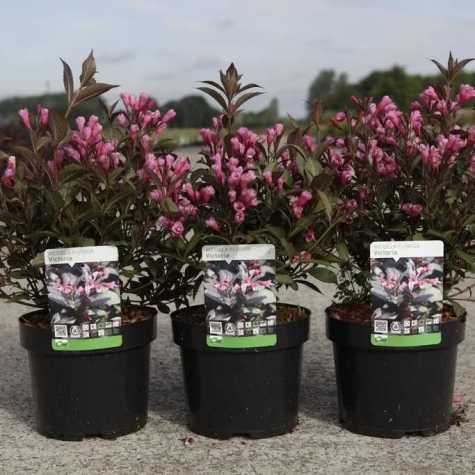 Weigela Florida Victoria