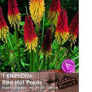 Kniphofia (Red Hot Poker/Torch Lily) Pre-Packed Perennial 1 Per Pack