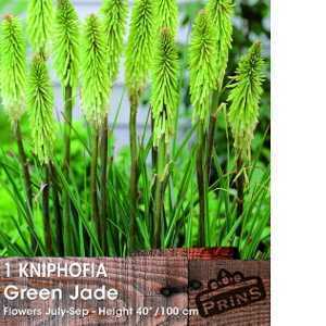 Kniphofia Green Jade Torch Lily Pre-Packed Perennial 1 Per Pack