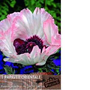 Papaver Orientale Brilliant  Oriental Poppy