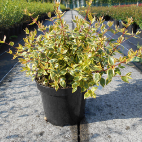 Abelia Grandiflora 'Sunshine Daydream'