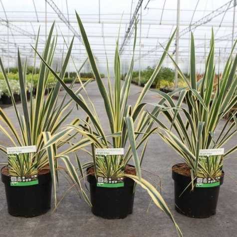 Yucca filamentosa 'Bright Edge'