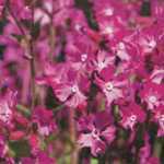 Silene Latifolia Rollie's Rolleys Favourite (Campion)