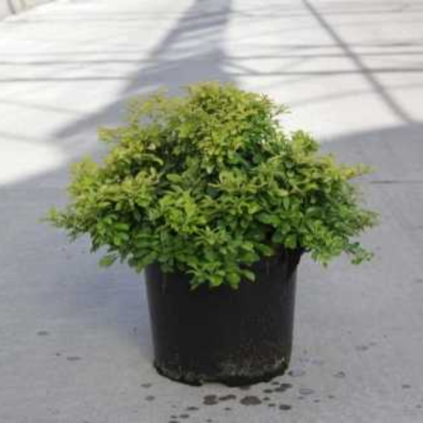 Berberis Thunbergii Tiny Gold (Barberry Hedging)