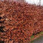 Copper Beech Hedging (Fagus Sylvatica Purpurea)