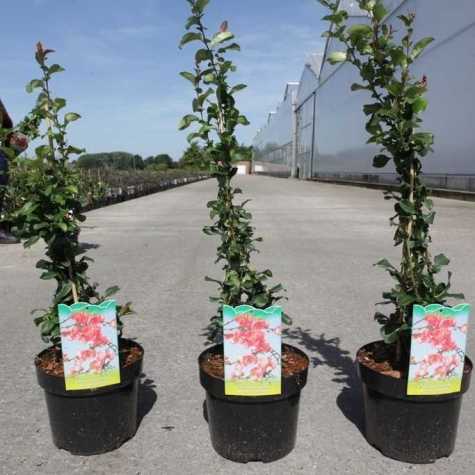 Chaenomeles Superba Salmon Horizon (Flowering Quince)