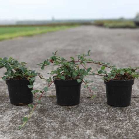 Cotoneaster Dammeri Bearberry Cotoneaster