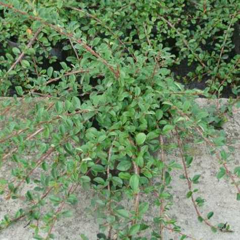 Cotoneaster Microphyllus