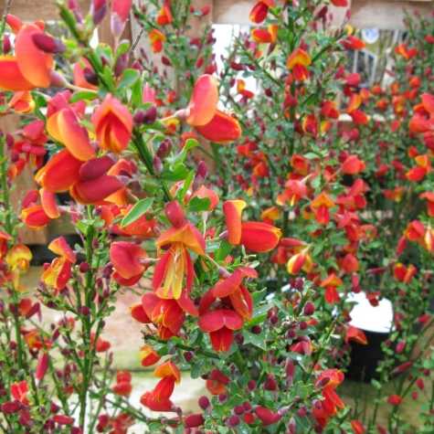 Cytisus Andreanus Splendens (Scotch Broom)