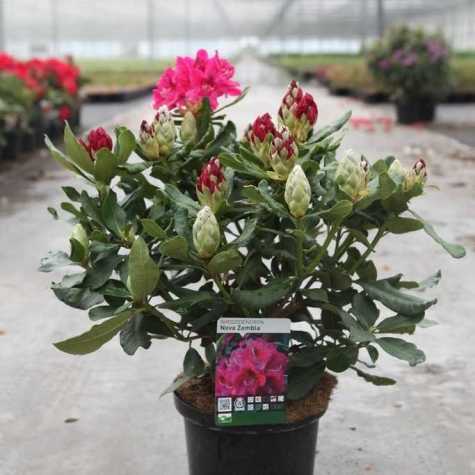 Rhododendron Hybrid 'Nova Zembla'