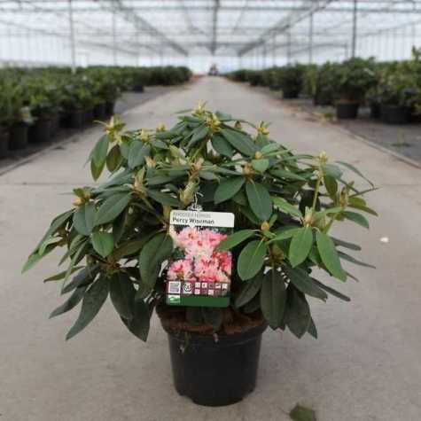 Rhododendron Hybrid 'Percy Wiseman'