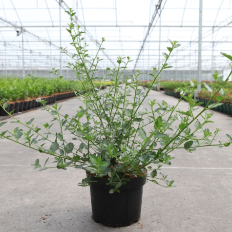 Ceanothus thyrsiflorus var. Repens (Californian Lilac)