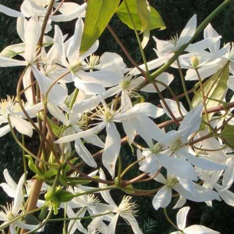 Clematis armandii