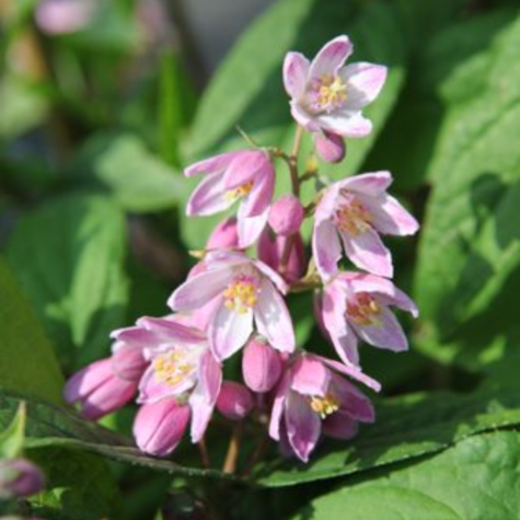 Deutzia Hybrida Strawberry Fields