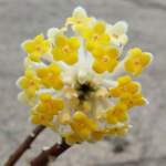 Edgeworthia Chrysantha Grandiflora Oriental Paperbush