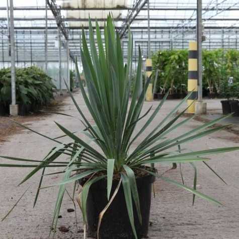 Yucca filamentosa (Adam's Needle)