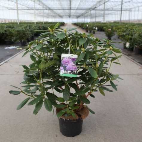 Rhododendron Hybrid 'Catawbiense Grandiflorum'