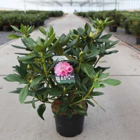 Rhododendron Hybrid 'Cosmopolitan'