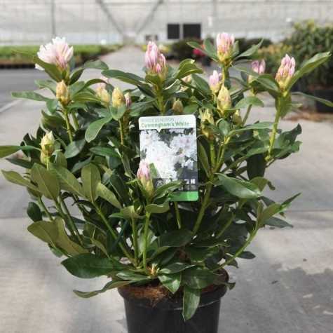 Rhododendron Hybrid 'Cunningham's White'