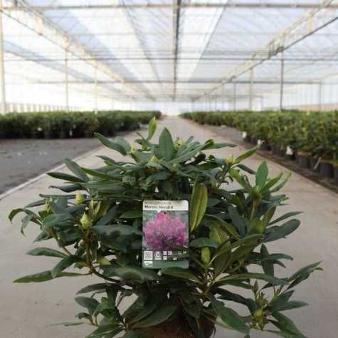 Rhododendron Hybrid 'Marcel Menard'