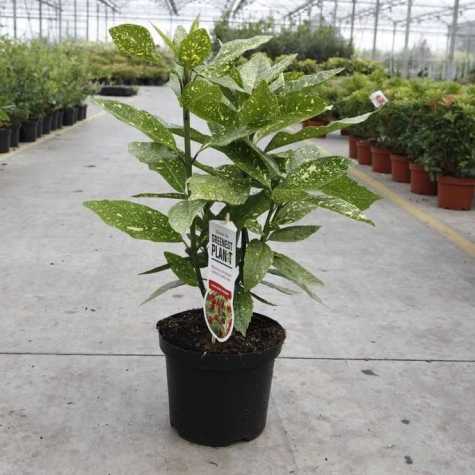 Aucuba Japonica Variegata (Spotted Laurel)