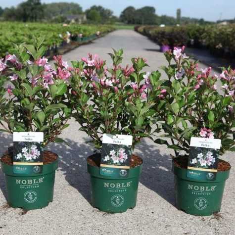 Weigela Florida Polka