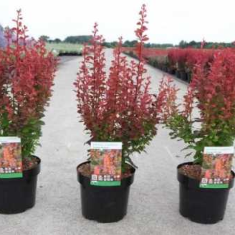 Berberis Thunbergii Orange Rocket