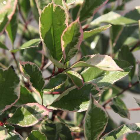 Photinia Fraseri Louise