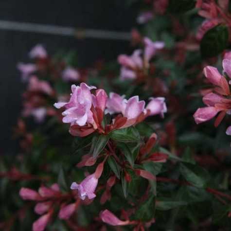 Abelia Grandiflora 'Edward Goucher'