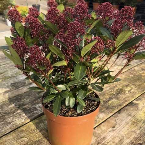 Skimmia Japonica Rubella