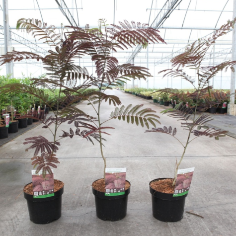 Albizia Julibrissin 'Summer Chocolate'