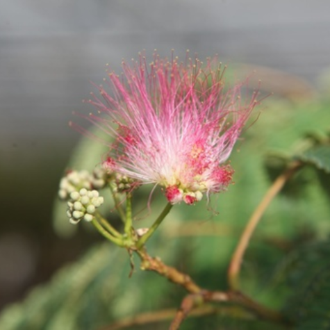 Albizia Julibrissin 'Ombrella'